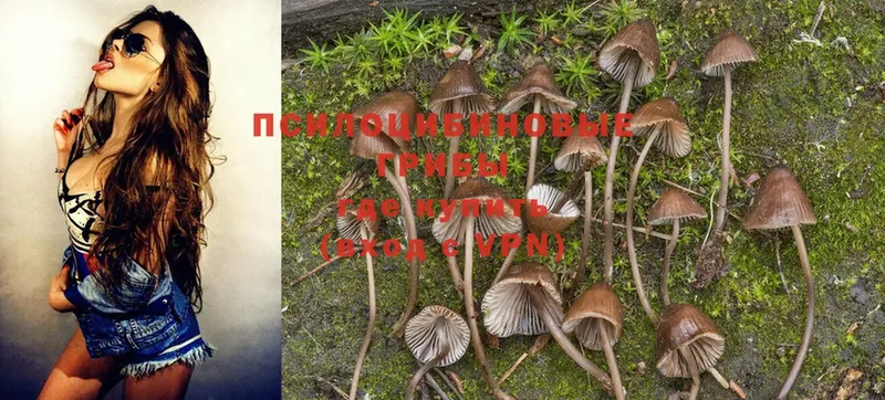 Галлюциногенные грибы Magic Shrooms  сколько стоит  Волосово 